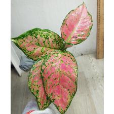 Aglaonema T15 Red Anyamanee