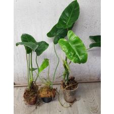Philodendron sp Burle Max 3-4 листа 150р