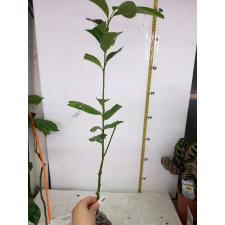 Citrus medica Buddha hand (not variegated 204/1