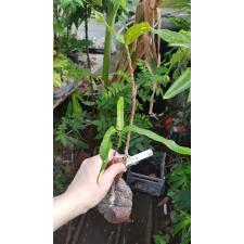Codiaeum Prakay Roong. 82уценка 650р