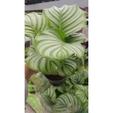 Calathea Orbifolia 12 cm pot
