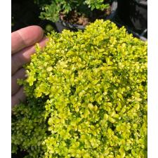 Murraya micro (golden leaf