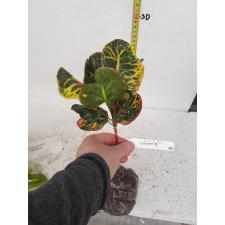 Codiaeum Bang Pra 240