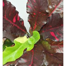 Кодиеум Нонглук. / Codiaeum Nongluk