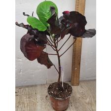 Кодиеум Чадо Мунгсор. / Codiaeum Chado Mungsor 83