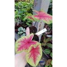 Caladium 20