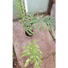 Drynaria quercifolia 'Pinto' L  pot 4200p