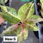 Aglaonema NEW5 Tingpunchang