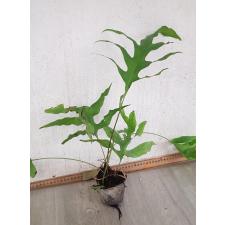 Microsorum sp. pot
