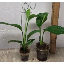 Monstera sp Siam Monster (S)