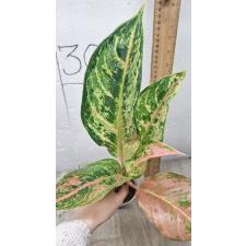 Aglaonema Aradin A-16
