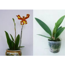 Psychp.(Pyp.) Mariposa 'Special'  2.5" A13 november