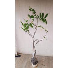 Wrightia sp.(peach flower) Malaysia 300 по 3500р