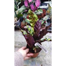 Calathea Lancifolia pot 12