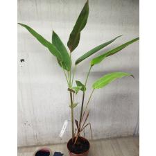 Heliconia rostrata 125 по 2500р