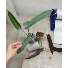 philodendron atabapoense 'santa leopoldina' стакан 250р