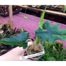 Alocasia jacklin 