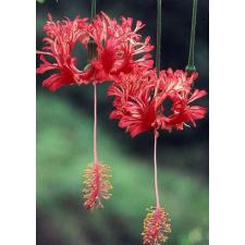 Hibiscus schizopetalus