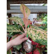 Aglaonema Orange Goldstar. 63