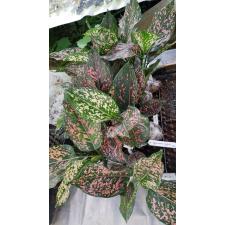 Aglaonema Rub Ngern Rub Thong (big leaf) 58