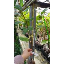 Ficus sp.(T01) Indonesia 344