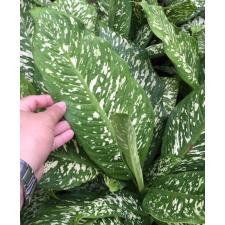 Dieffenbachia White Blizzard (green form) 107/2