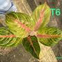 Aglaonema T6 (XL) Ruay Lab