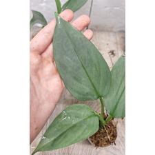 Philodendron Silver Queen (S)