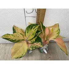 Aglaonema Amazon A-96
