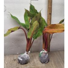 Philodendron ORANGE MARMALADE