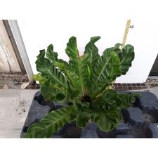 Asplenium Cobra 66