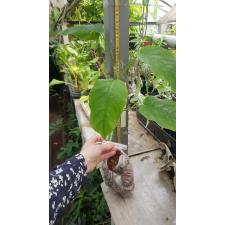Monstera sp.(T02) (mature leaf)157