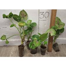 Сингониум (Т24) / Syngonium (T24)