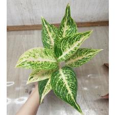 Aglaonema Legacy - white A-109