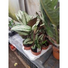 Calathea Majestica 'whitestar' 14 cm pot