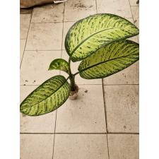 dieffenbachia sp lemon tropic  pot950p