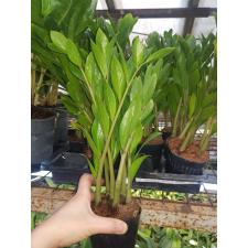 Zamioculcas Zamiifolia 'zamicro' в 10 см горшке