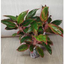 Aglaonema Aurora - Red A-7