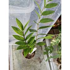 zamioculcas zamiifolia green gold variegata pot 2200p