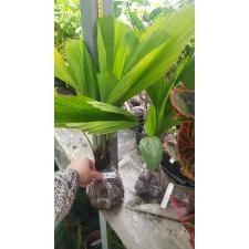 Licuala grandis 478