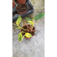 Alpinia Variegata pot куст 1050р