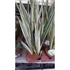 Sansevieria trifasciata Bentel’s Sensation  12 cm pot