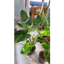 Philodendron sp Burle Max черенки 350р