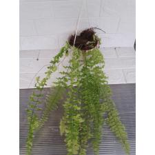 Nephrolepis exaltata 'Dassada' variegated подвес 1800р