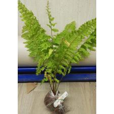 Nephrolepis exaltata 'Hillii' (special) 141/1