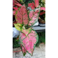 Aglaonema sp unimani 12 cm pot