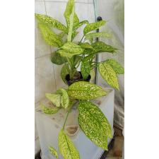 Аглаонема Чао Муенг Рач / Aglaonema Chao Mueng Rach