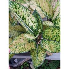 Aglaonema Gold Paper A-123