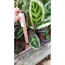 Calathea Roseopicta 'angela' 12 cm pot ps.06,10  820