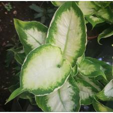 dieffenbachia cool beauty 12 cm pot